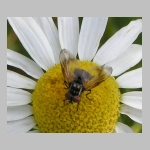 Phasia obesa - Raupenfliege 02.jpg